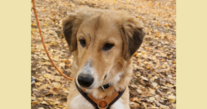 Jordy Zorro Dogsavior Nov25 SocialMedia