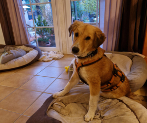 Jordy Zorro Dogsavior Okt25 1