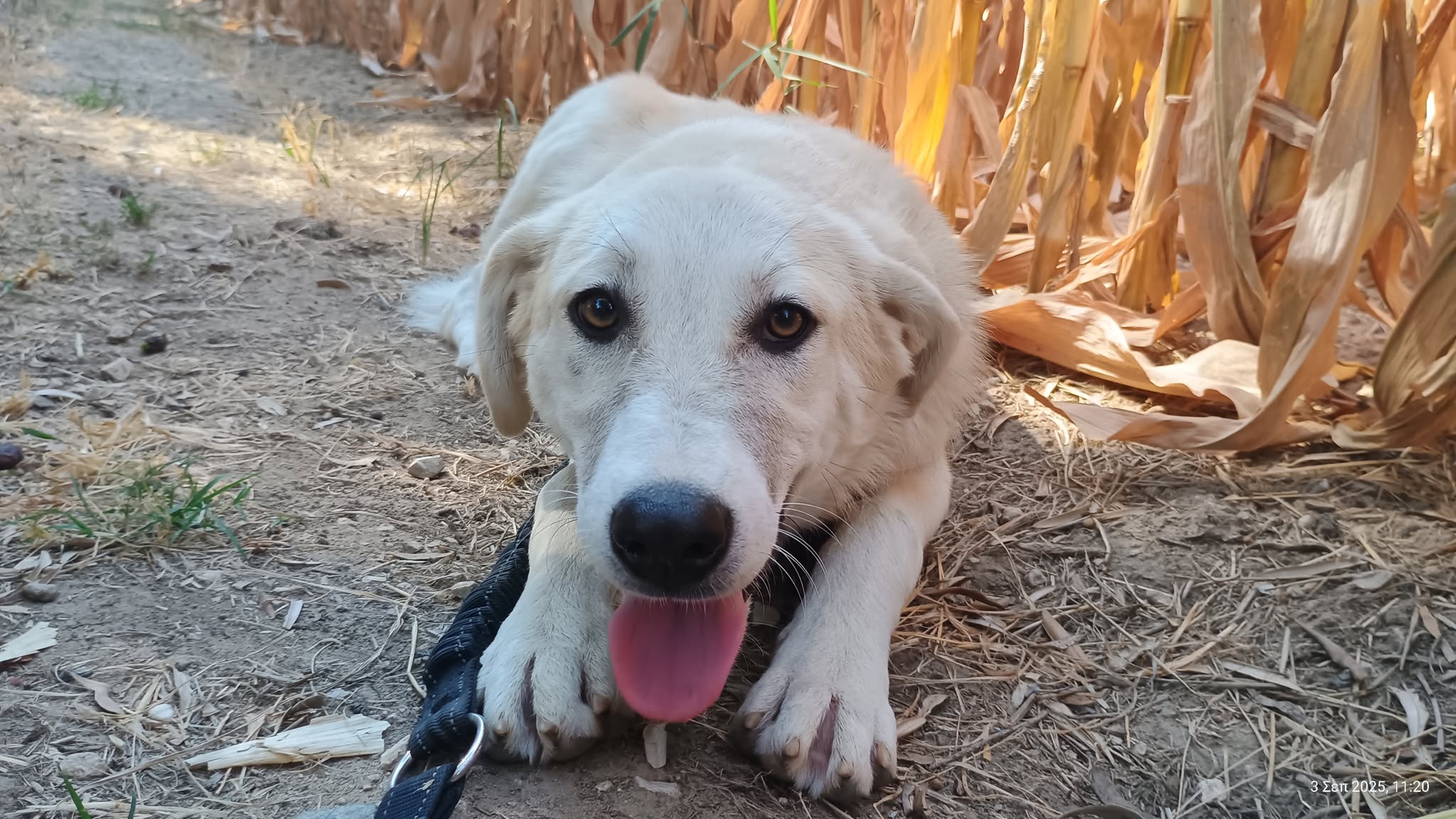 Lena Zorro Dogsavior Okt25 1