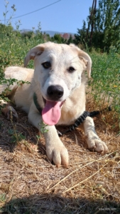 Lena Zorro Dogsavior Okt25 2