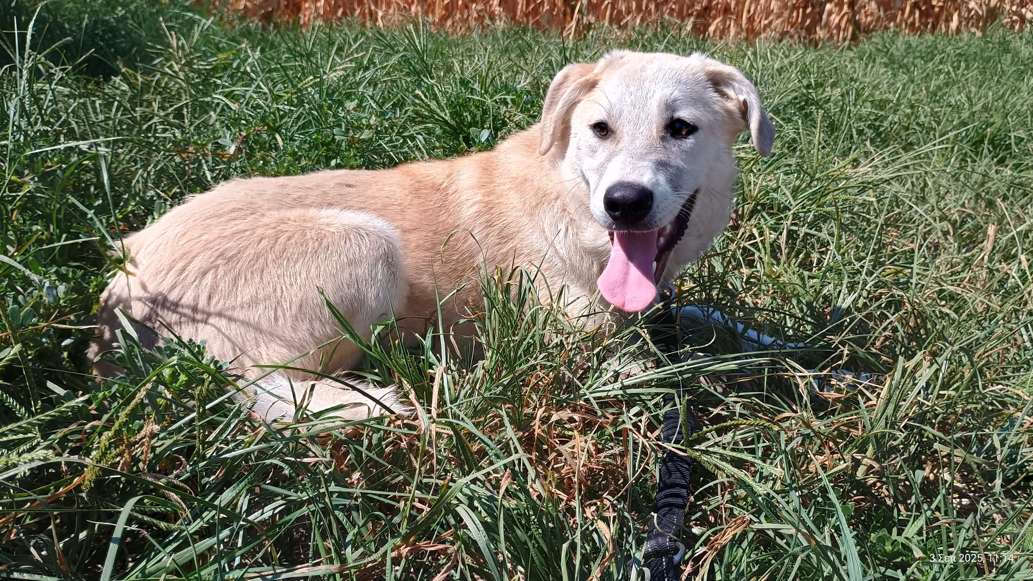 Lena Zorro Dogsavior Okt25 3