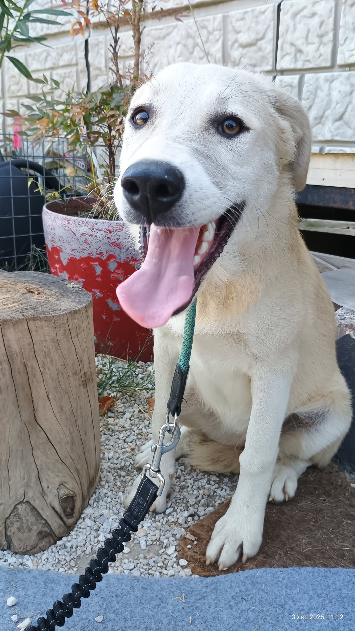 Lena Zorro Dogsavior Okt25 4