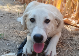 Lena Zorro Dogsavior Okt25 Beitragsbild