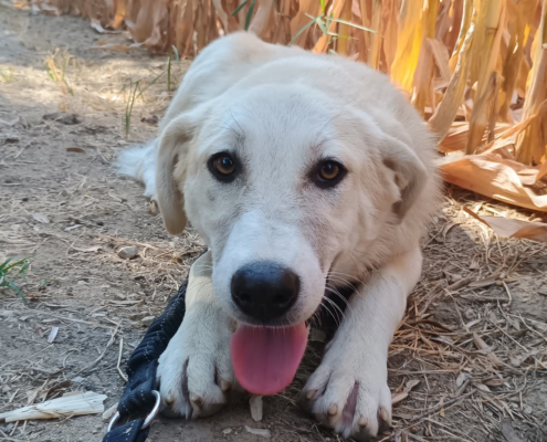 Lena Zorro Dogsavior Okt25 Beitragsbild