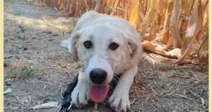 Lena Zorro Dogsavior Okt25 SocialMedia