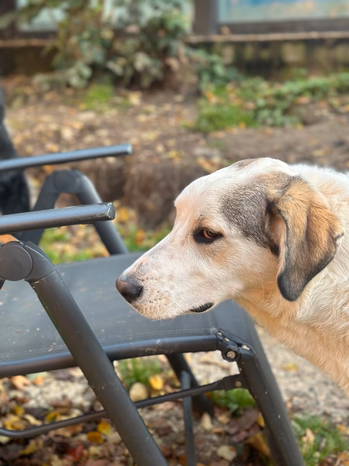 Leopold Zorro Dogsavior Nov25 3