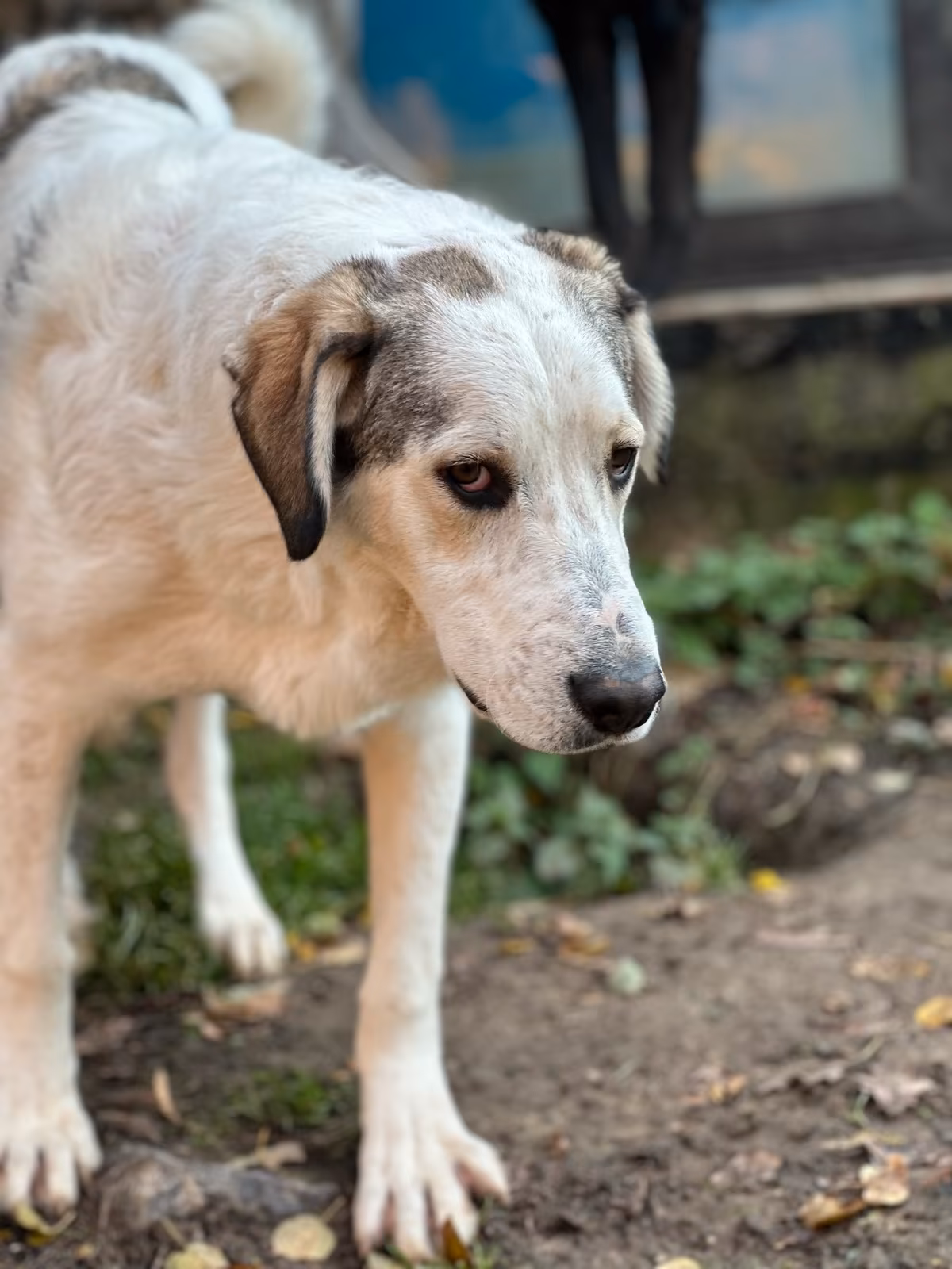 Leopold Zorro Dogsavior Nov25 4