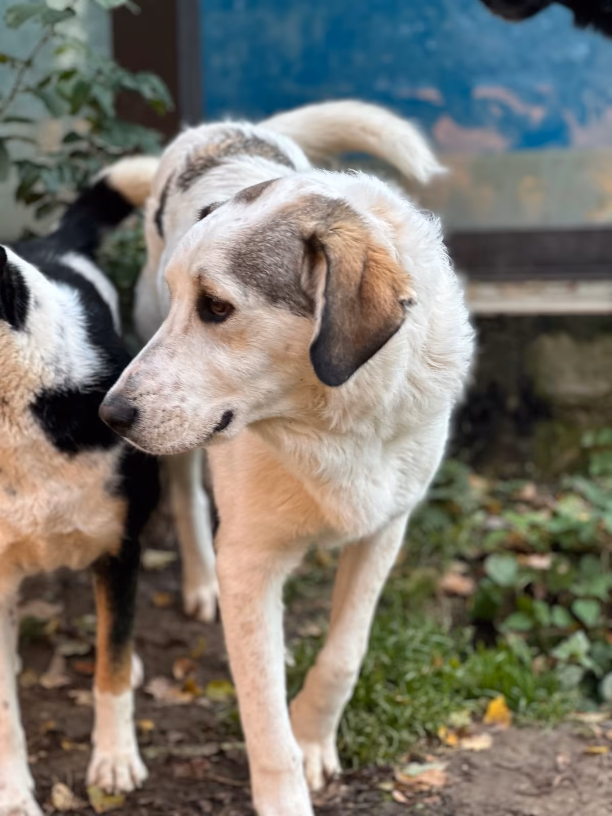 Leopold Zorro Dogsavior Nov25 5