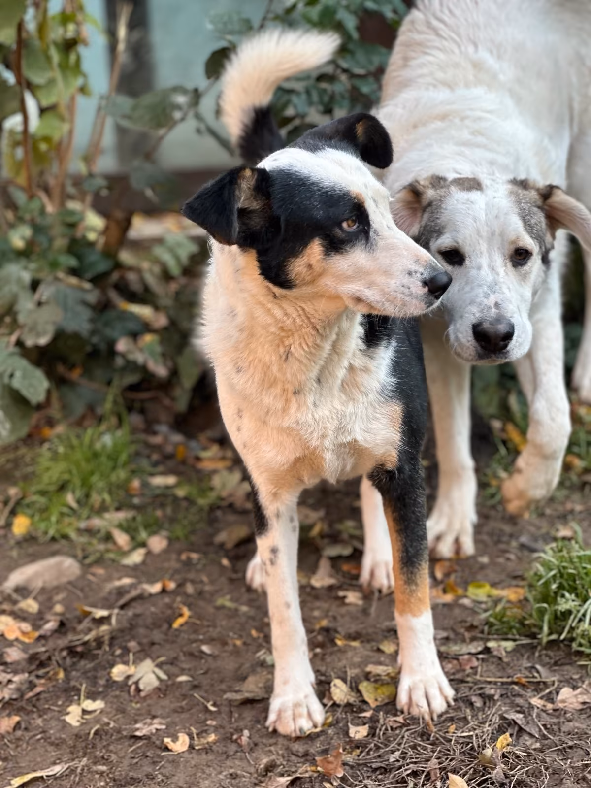 Leopold Zorro Dogsavior Nov25 6