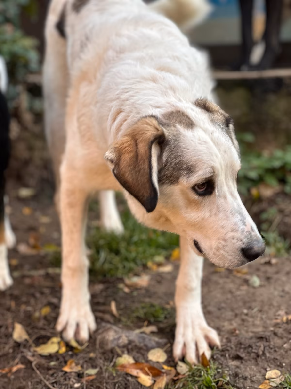 Leopold Zorro Dogsavior Nov25 7