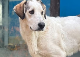 Leopold Zorro Dogsavior Nov25 Beitragsbild