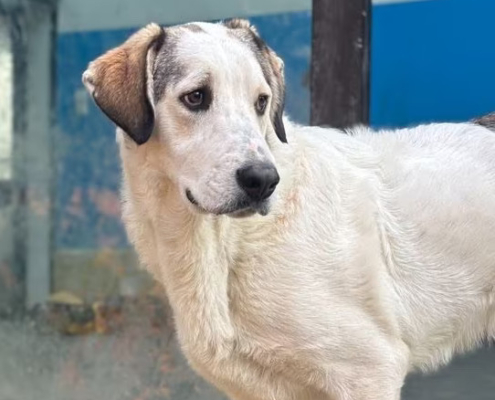 Leopold Zorro Dogsavior Nov25 Beitragsbild