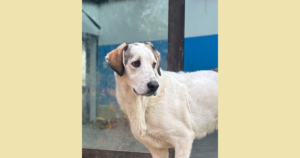 Leopold Zorro Dogsavior Nov25 SocialMedia