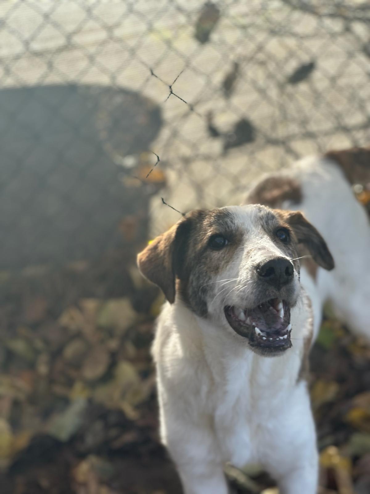 Lilou Zorro Dogsavior Nov25 2