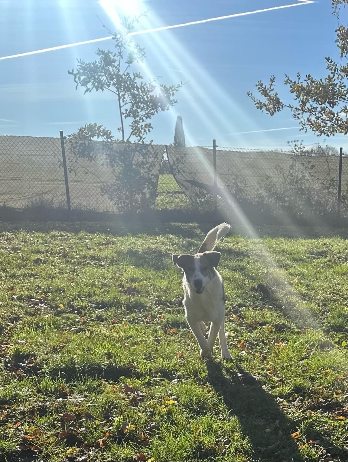 Lilou Zorro Dogsavior Nov25 3