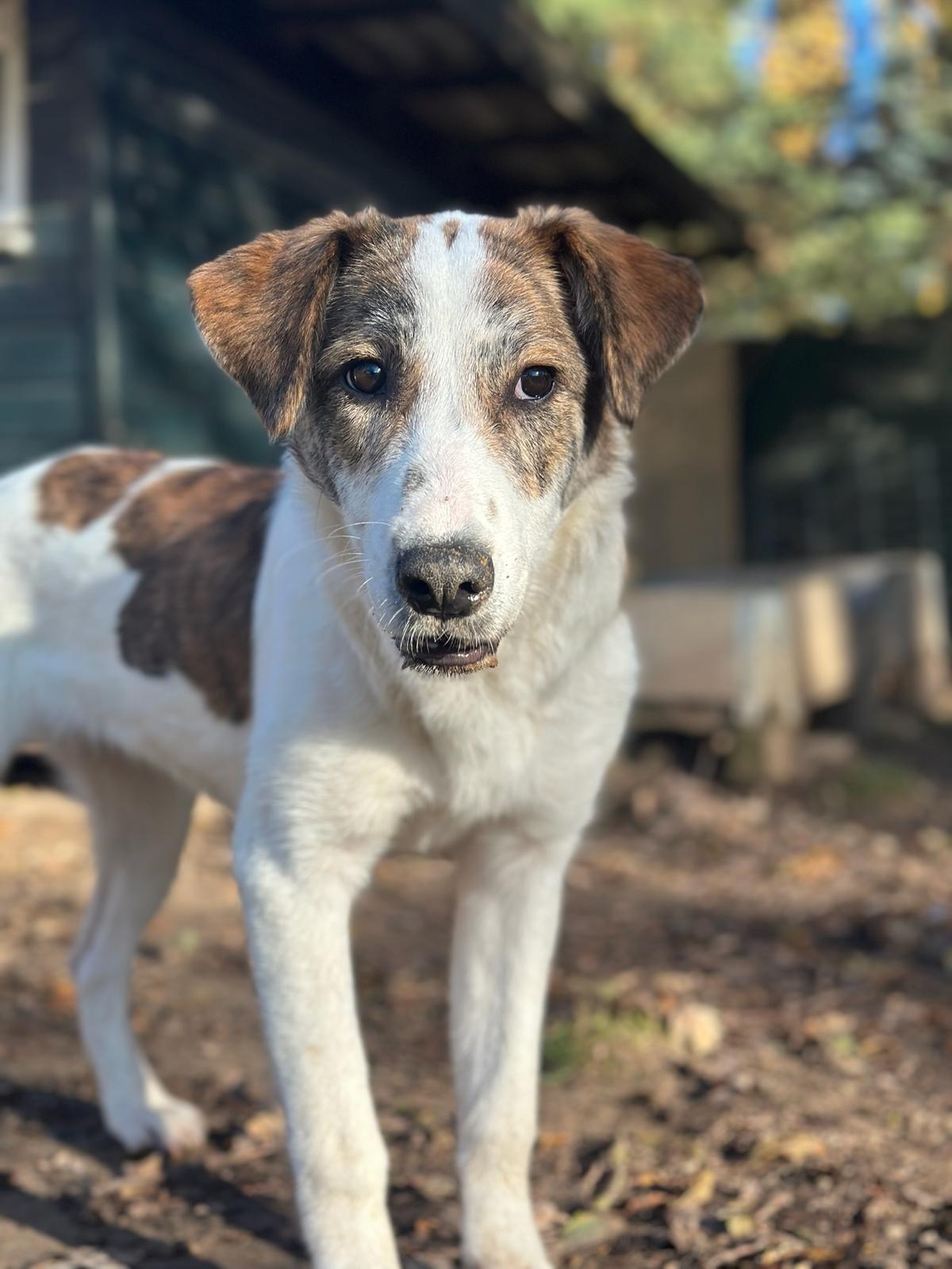 Lilou Zorro dogsavior Nov25 1