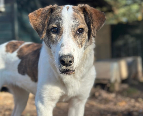 Lilou Zorro dogsavior Nov25 Beitragsbild