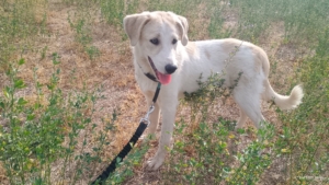 Liza Zorro Dogsavior Okt25 1