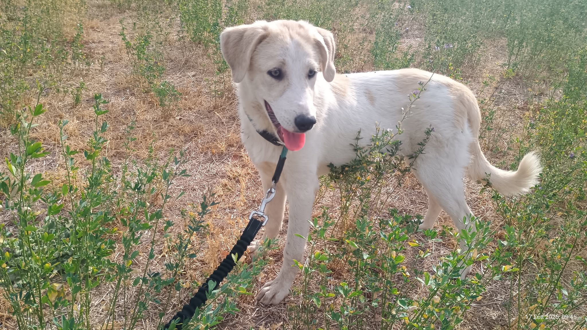 Liza Zorro Dogsavior Okt25 1