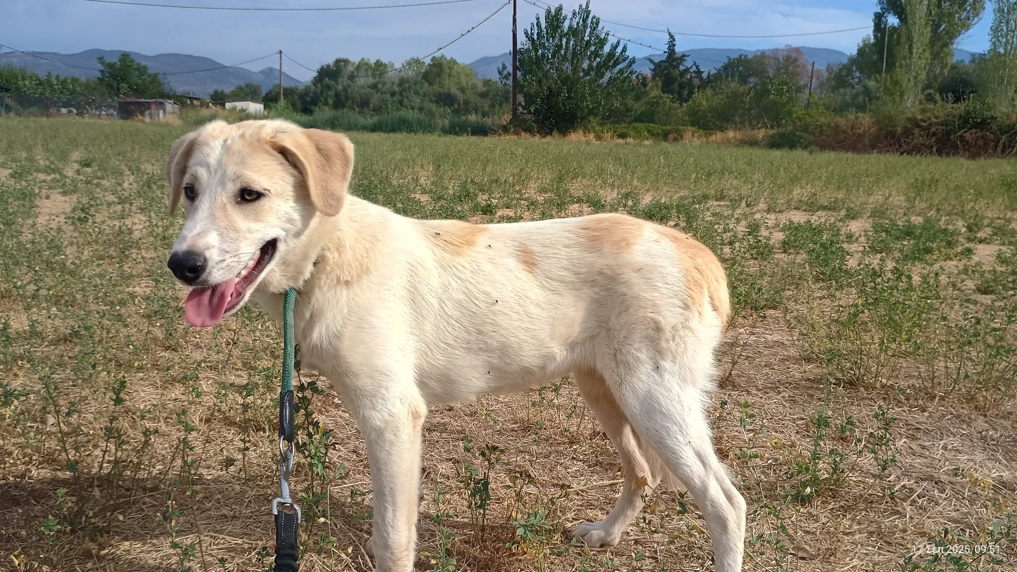 Liza Zorro Dogsavior Okt25 2