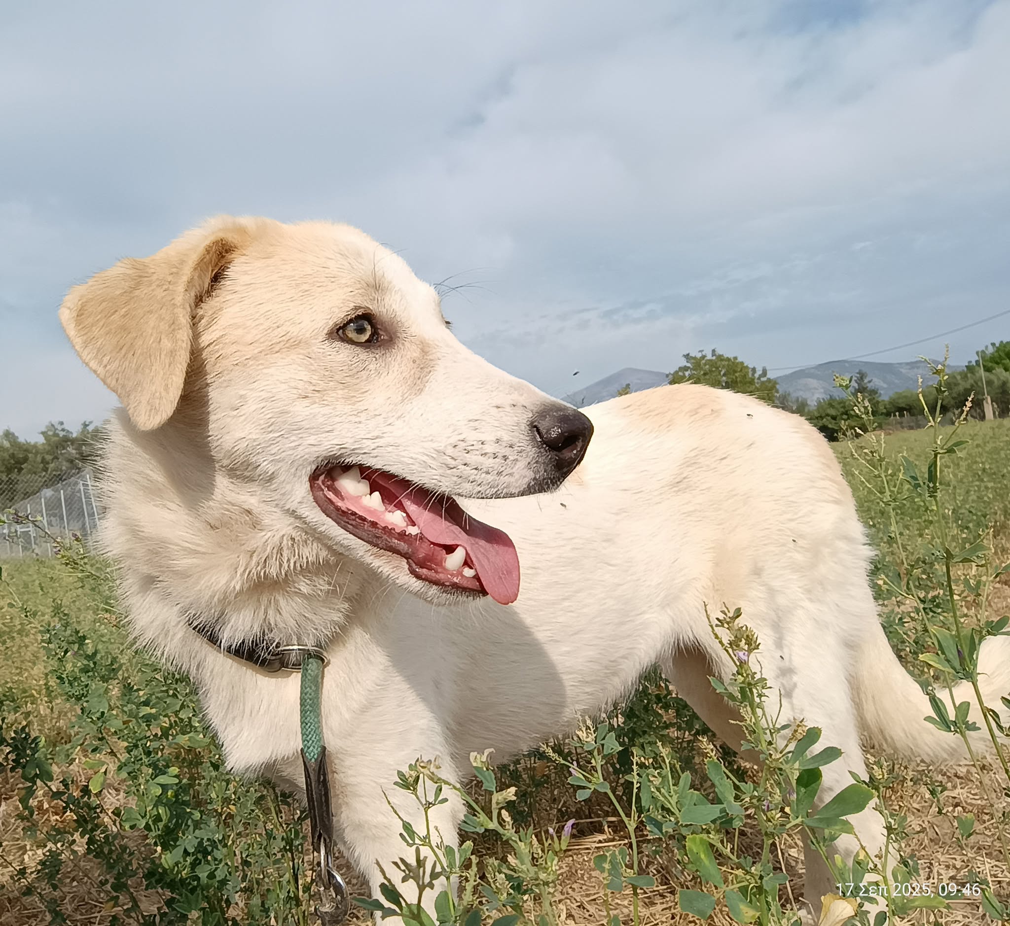 Liza Zorro Dogsavior Okt25 3