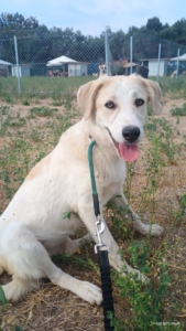 Liza Zorro Dogsavior Okt25 4