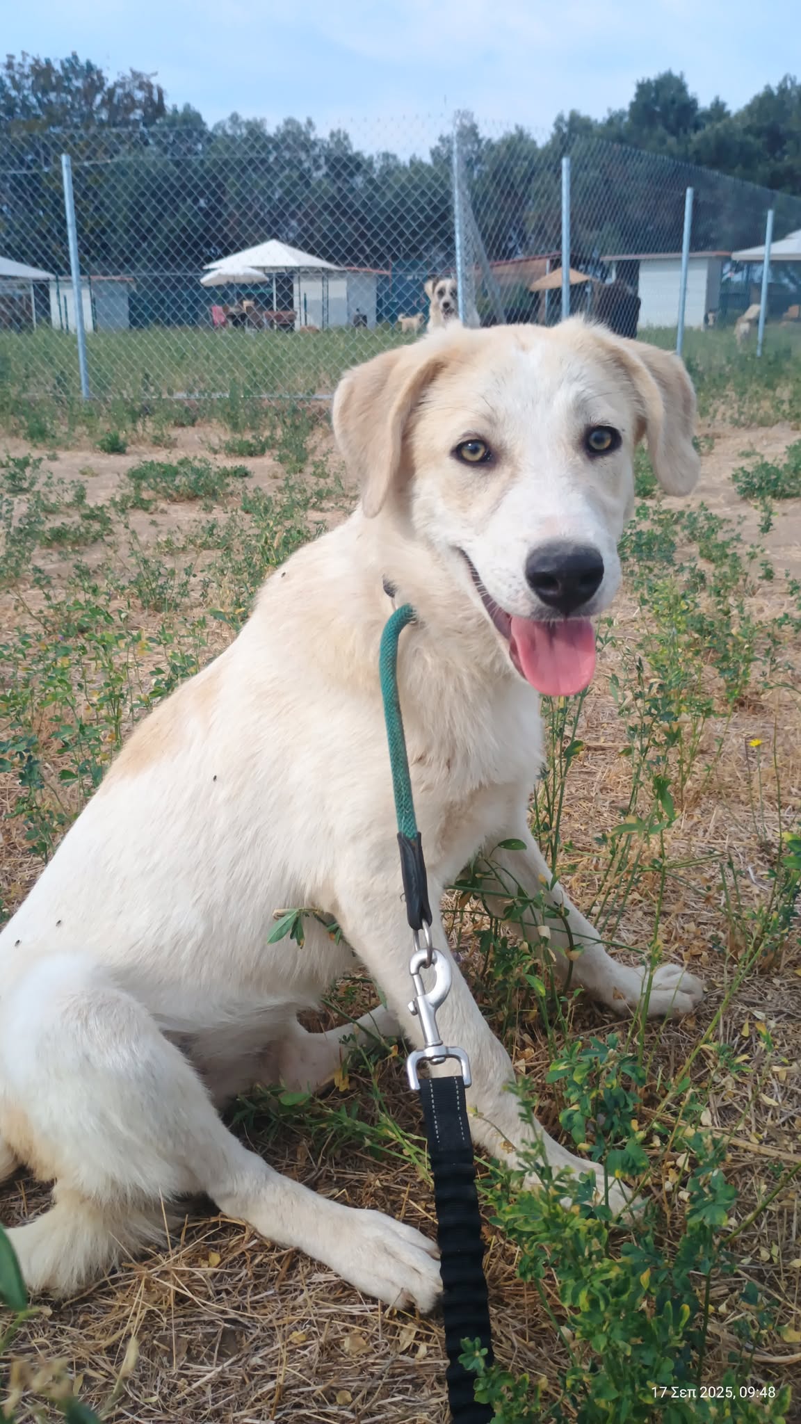 Liza Zorro Dogsavior Okt25 4