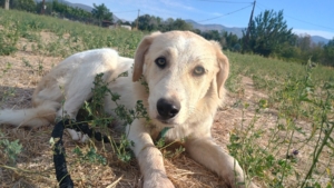 Liza Zorro Dogsavior Okt25 5