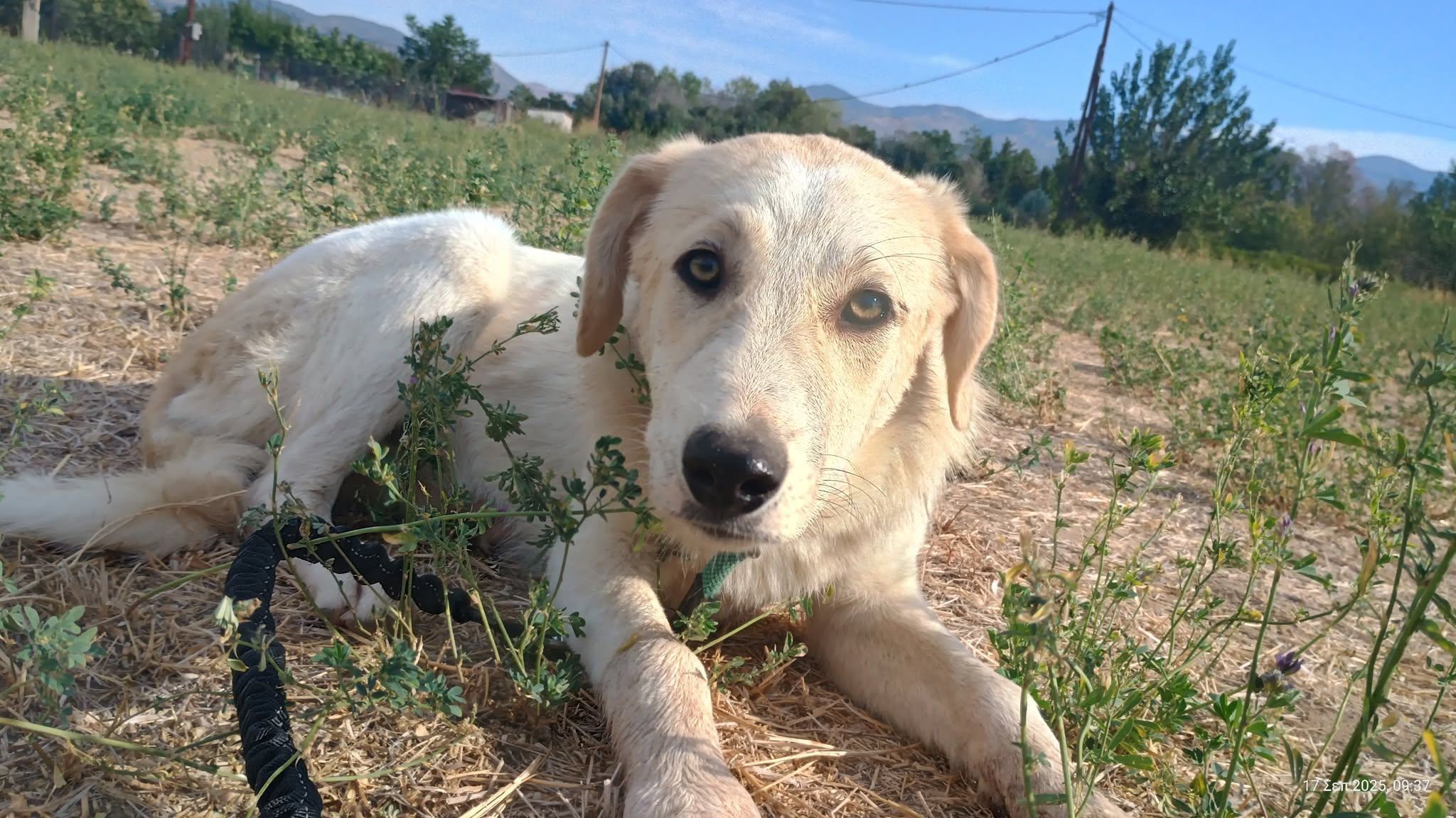 Liza Zorro Dogsavior Okt25 5