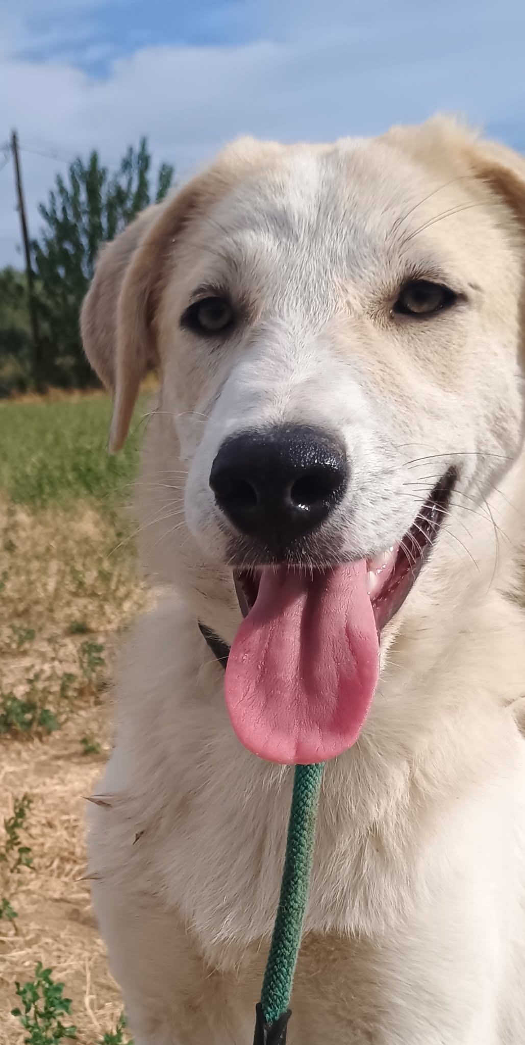 Liza Zorro Dogsavior Okt25 6