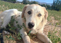 Liza Zorro Dogsavior Okt25 Beitragsbild