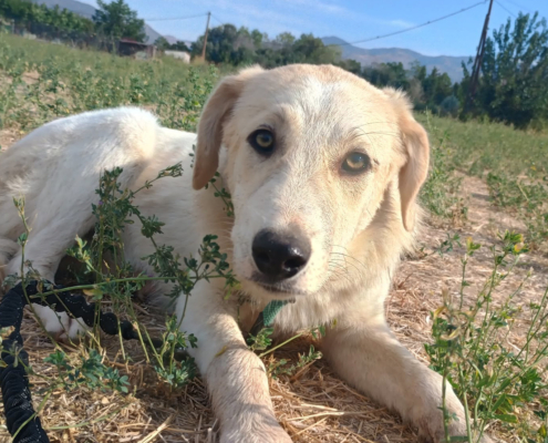 Liza Zorro Dogsavior Okt25 Beitragsbild