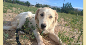 Liza Zorro Dogsavior Okt25 SocialMedia