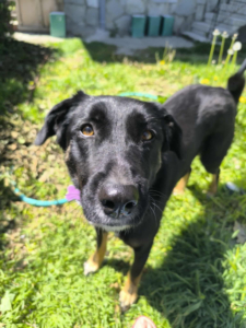 Maja Zorro Dogsavior Okt25 1