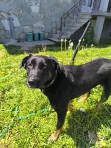 Maja Zorro Dogsavior Okt25 2