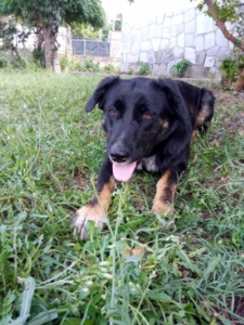 Maja Zorro Dogsavior Okt25 3