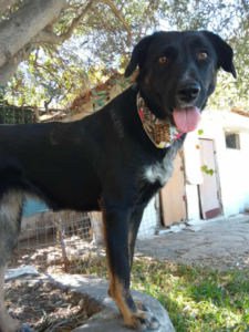 Maja Zorro Dogsavior Okt25 4