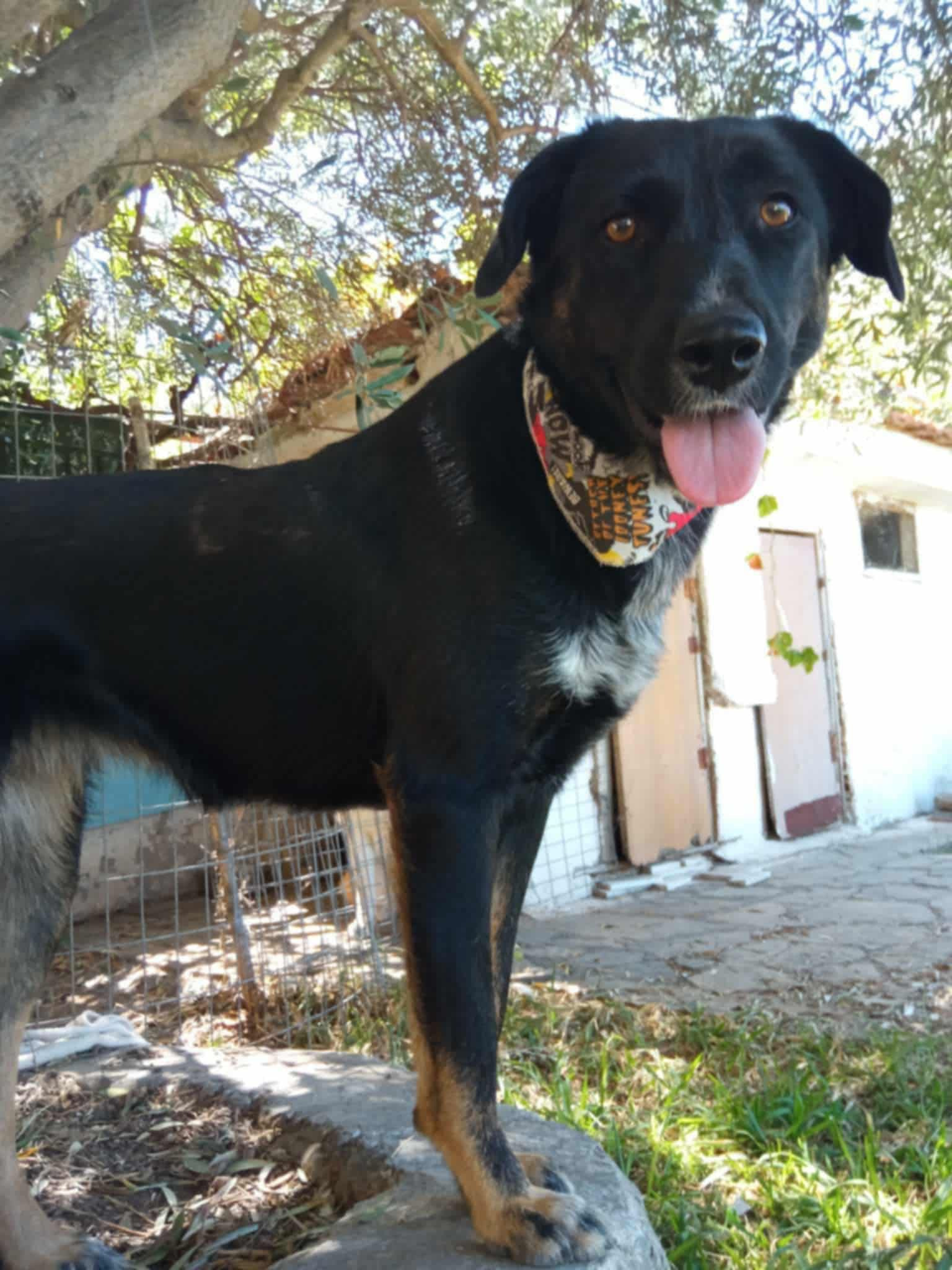 Maja Zorro Dogsavior Okt25 4