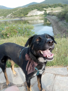 Maja Zorro Dogsavior Okt25 5