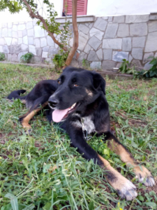 Maja Zorro Dogsavior Okt25 6