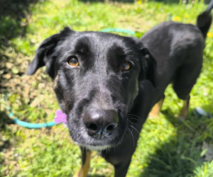 Maja Zorro Dogsavior Okt25 Beitragsbild