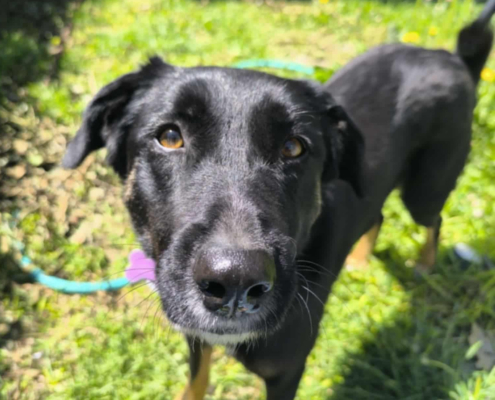Maja Zorro Dogsavior Okt25 Beitragsbild