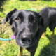 Maja Zorro Dogsavior Okt25 Beitragsbild