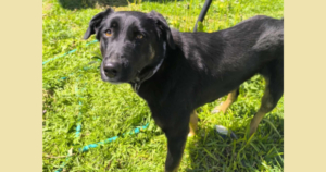 Maja Zorro Dogsavior Okt25 Social Media