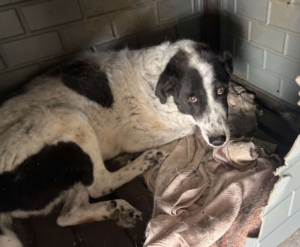 Marie Zorro Dogsavior Sep25 1