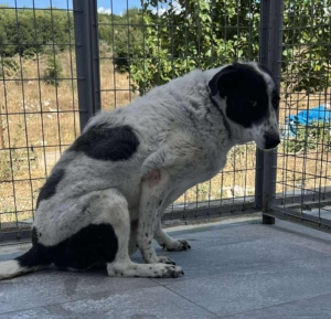 Marie Zorro Dogsavior Sep25 2