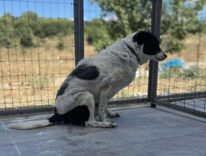 Marie Zorro Dogsavior Sep25 4