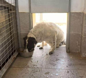 Marie Zorro Dogsavior Sep25 5