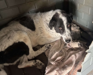 Marie Zorro Dogsavior Sep25 Beitragsbild