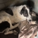 Marie Zorro Dogsavior Sep25 Beitragsbild